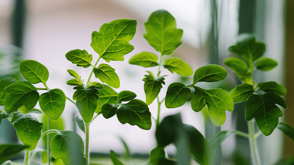 Plantjes-help-dag